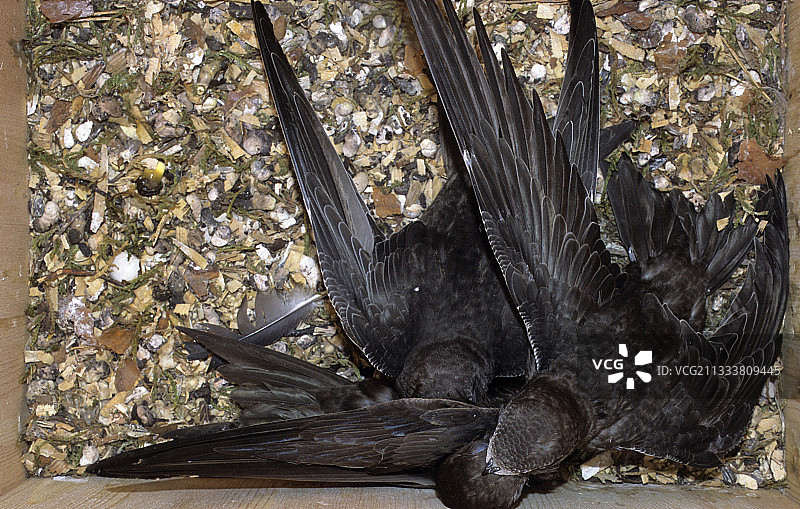 瑞典：普通雨燕在巢中哺育幼鸟图片素材