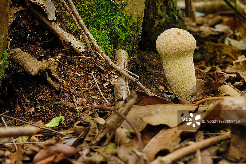 狼皮地毯上的花瓶（法国）图片素材