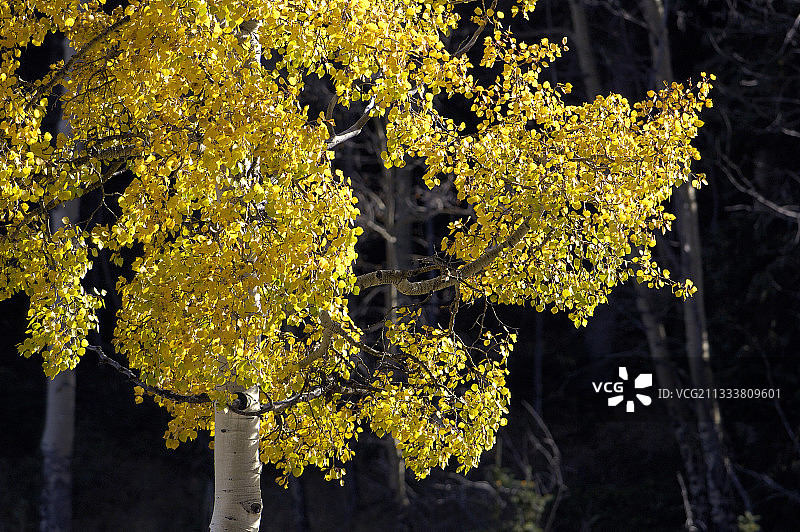 秋季美国科罗拉多州的黄色金叶白杨树图片素材