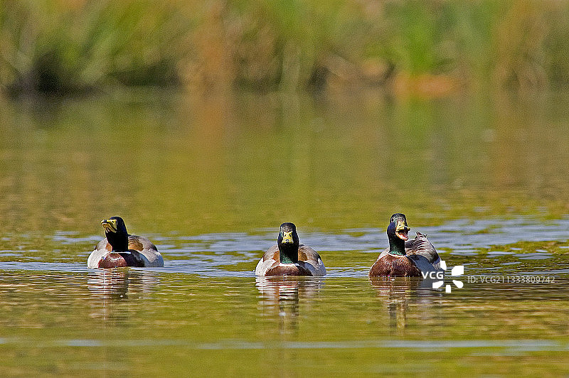 法国水面上三只绿头鸭图片素材