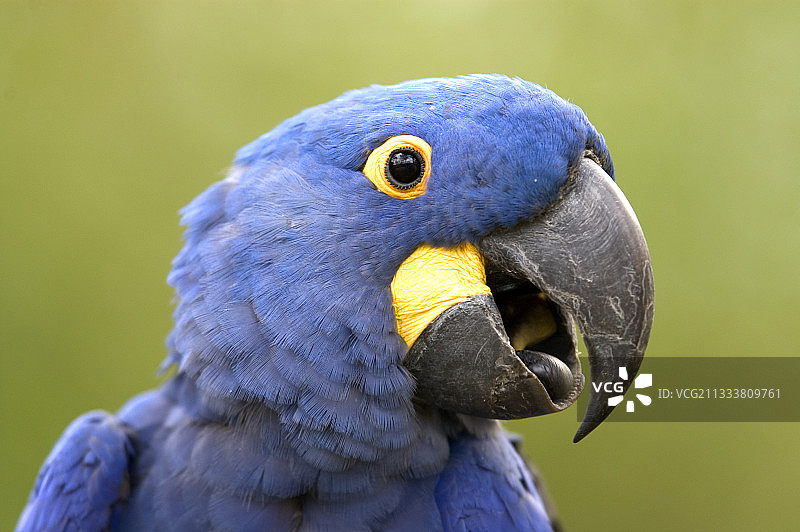 在巴西潘塔纳尔唱歌的紫蓝金刚鹦鹉图片素材