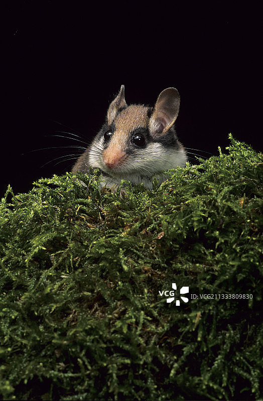 法国泡沫后的花园睡鼠图片素材