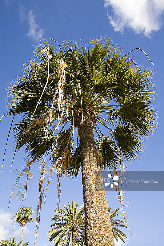 西班牙加那利群岛的加州蒲葵图片素材