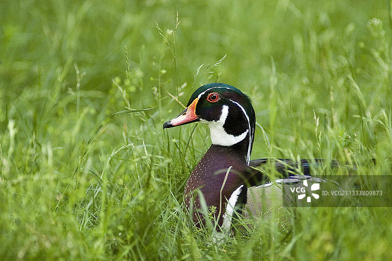 草地上休息的林鸳鸯图片素材