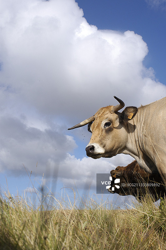 法国欧布拉克高原上的欧布拉克母牛及其小牛图片素材