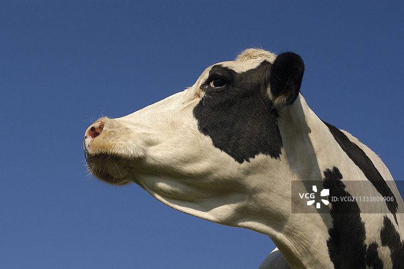 荷斯坦乳牛肖像图片素材