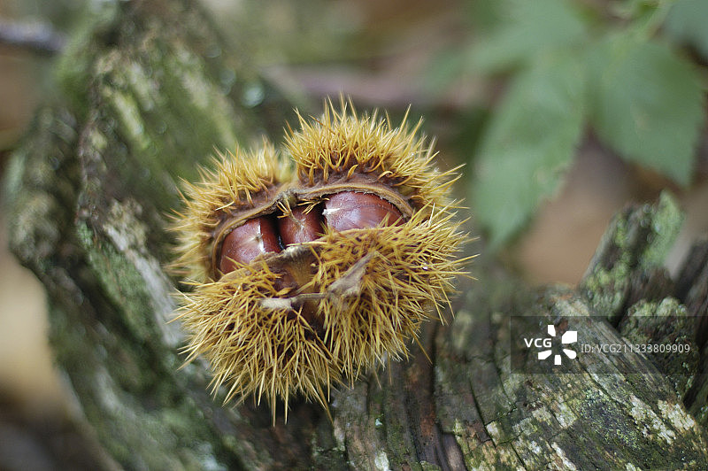 带壳的甜栗子图片素材