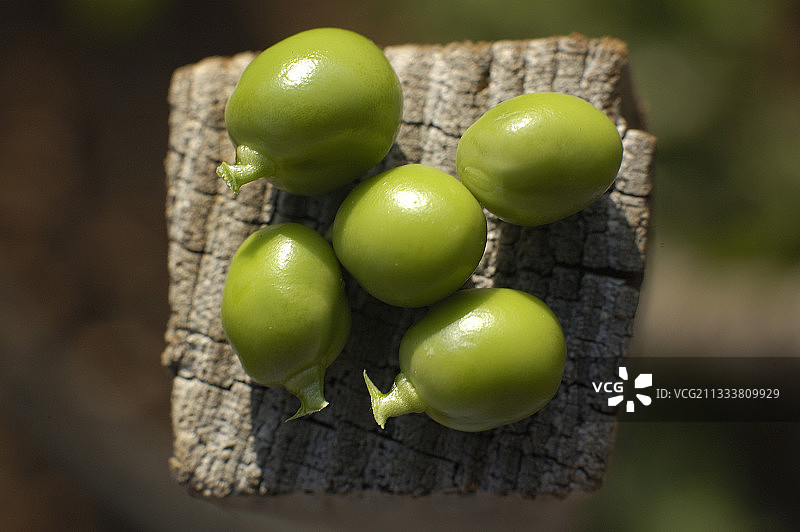 木头上的花园豌豆图片素材