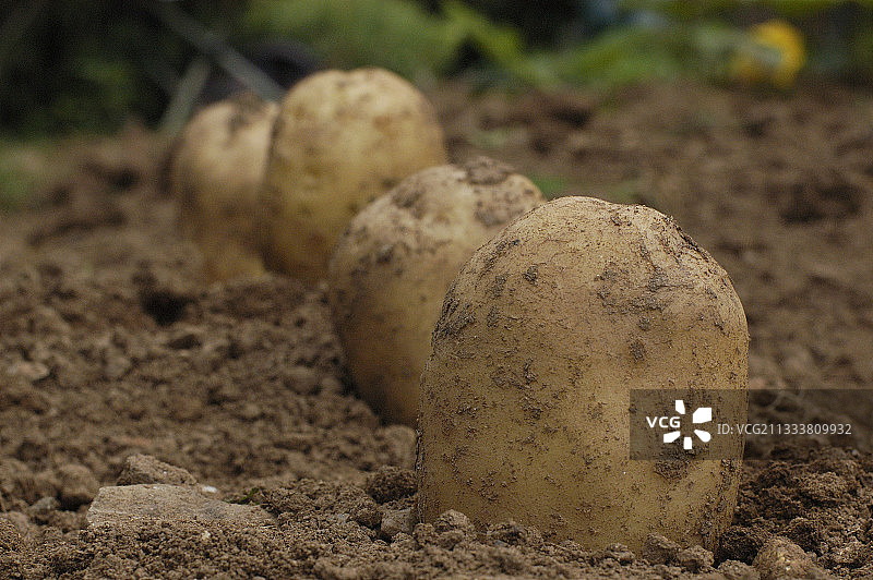 土里的马铃薯垄图片素材