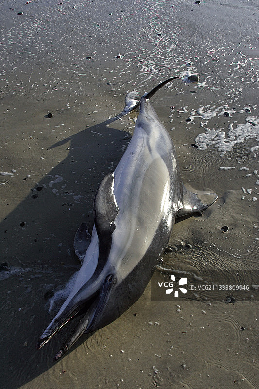 特雷格内克海滩上的动物尸体图片素材