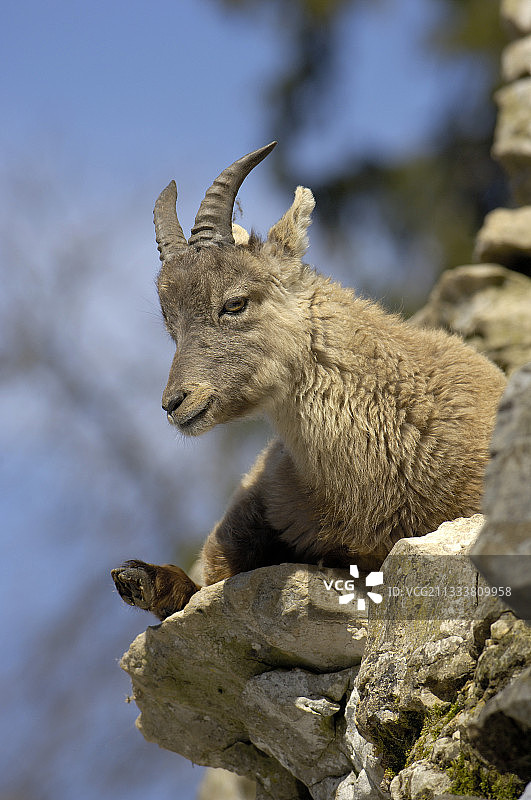 在岩石中躺卧的年轻阿尔卑斯山羊图片素材