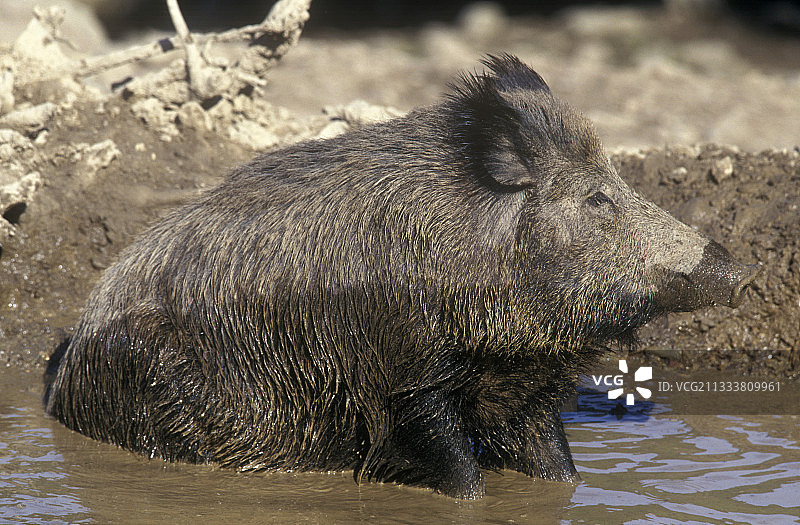 在泥潭中嬉戏的野猪，比利时图片素材