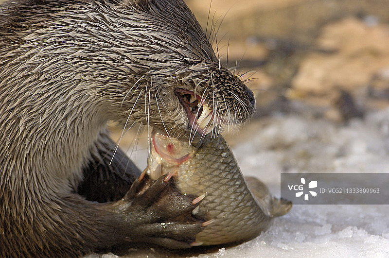 正在吃鱼的欧洲水獭肖像图片素材