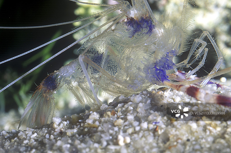 虾蜕皮图片素材