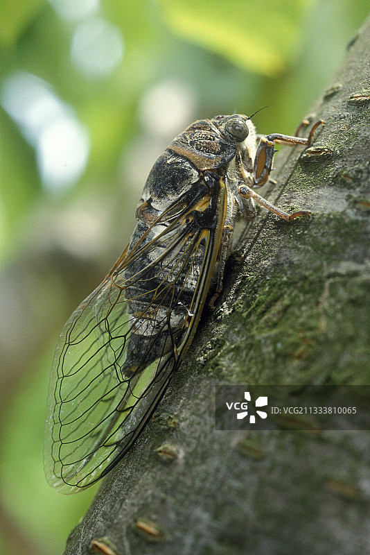 法国树干上的普通蝉图片素材