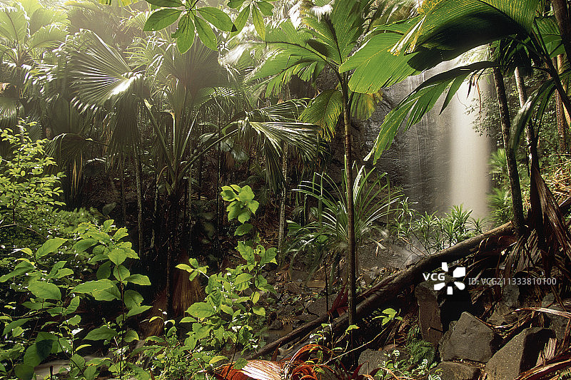 塞舌尔热带森林中的小瀑布图片素材