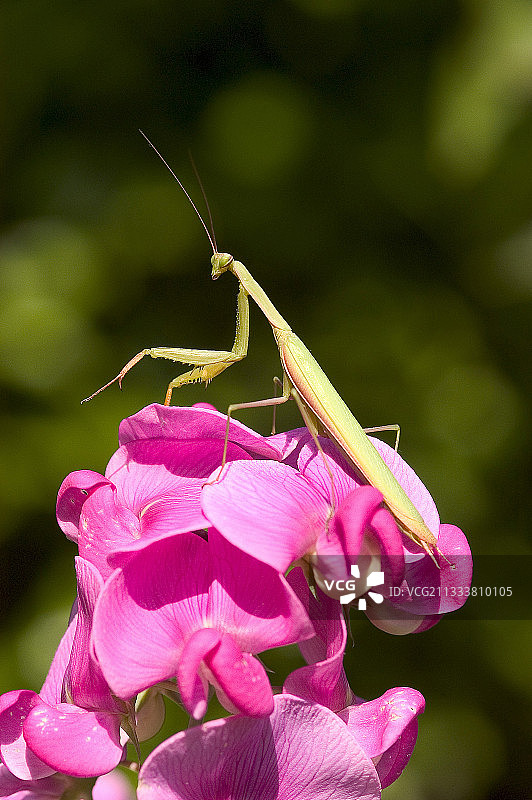 法国甜豌豆花上的螳螂图片素材