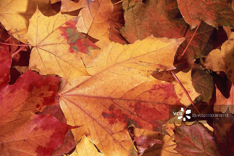 法国糖枫的枯叶图片素材