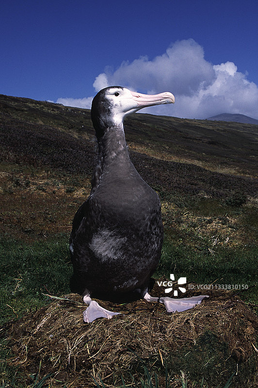 漂泊信天翁幼鸟在克罗泽群岛的巢穴里图片素材