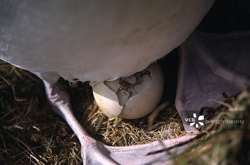 漂泊信天翁在克罗泽孵蛋图片素材