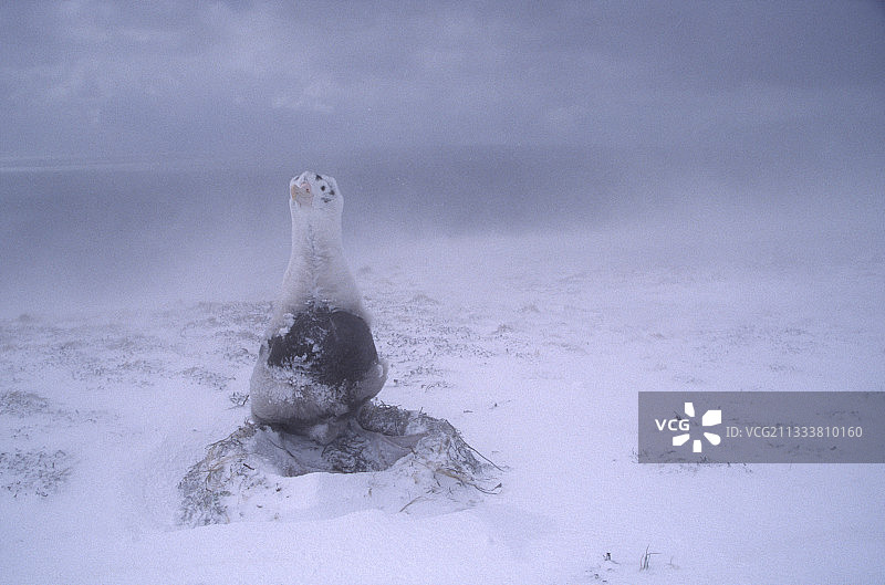 克罗泽群岛暴风雪中巢穴里的幼年漂泊信天翁图片素材