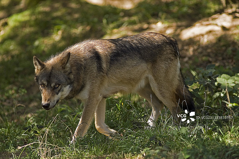 在灌木丛中行走的灰狼图片素材