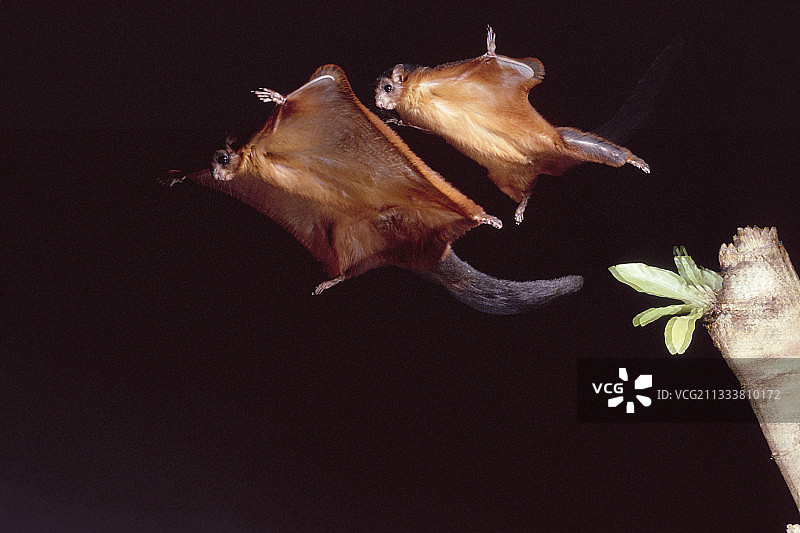 飞鼠在印度尼西亚飞行图片素材