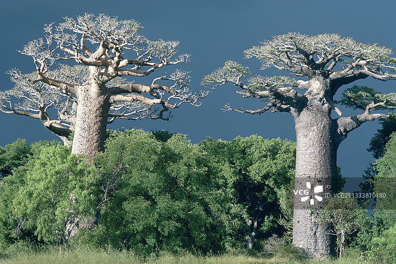 马达加斯加猴面包树与森林图片素材