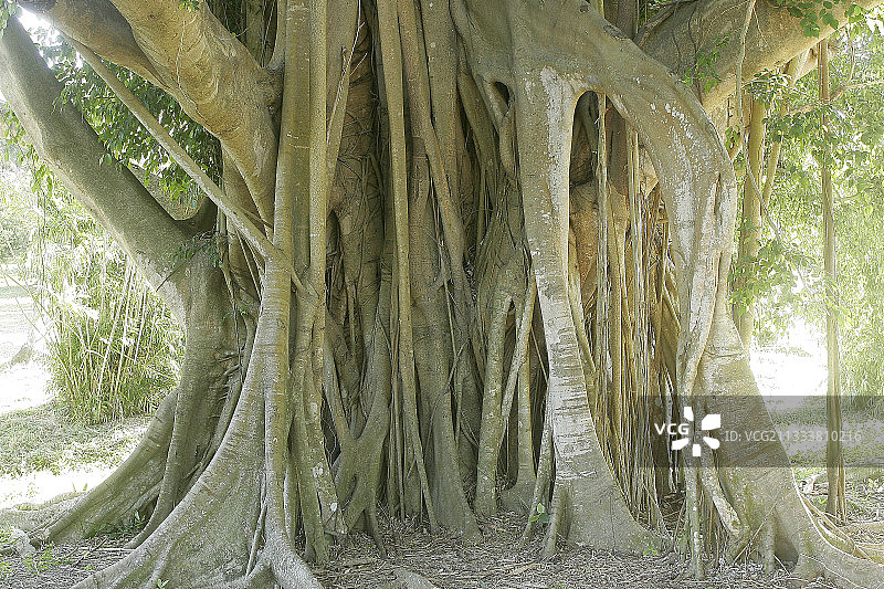 古巴70年树龄的垂榕树干图片素材