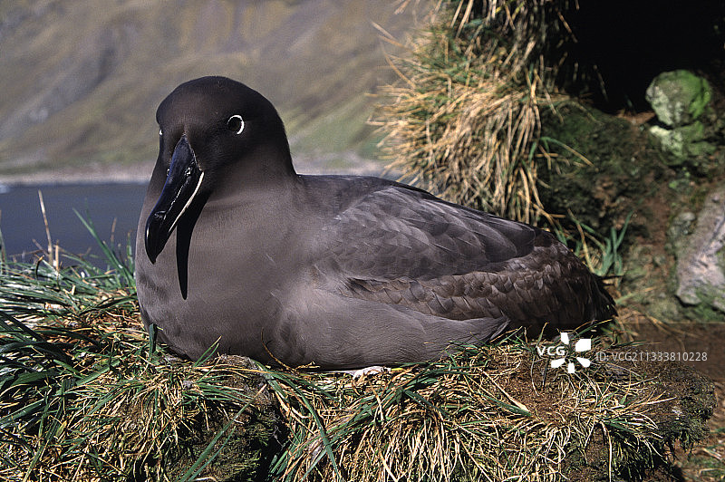 在克罗泽群岛巢穴中的乌黑信天翁图片素材