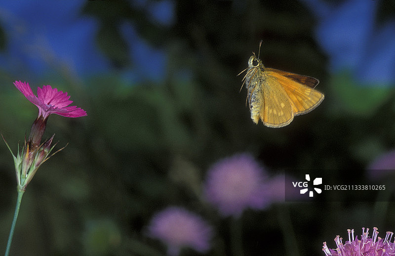 飞舞的大弄蝶，法国奥弗涅图片素材