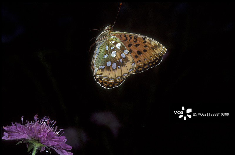 法国奥弗涅飞行中的深绿色贝母图片素材
