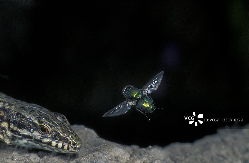 飞行中的绿色苍蝇和法国奥弗涅蜥蜴图片素材