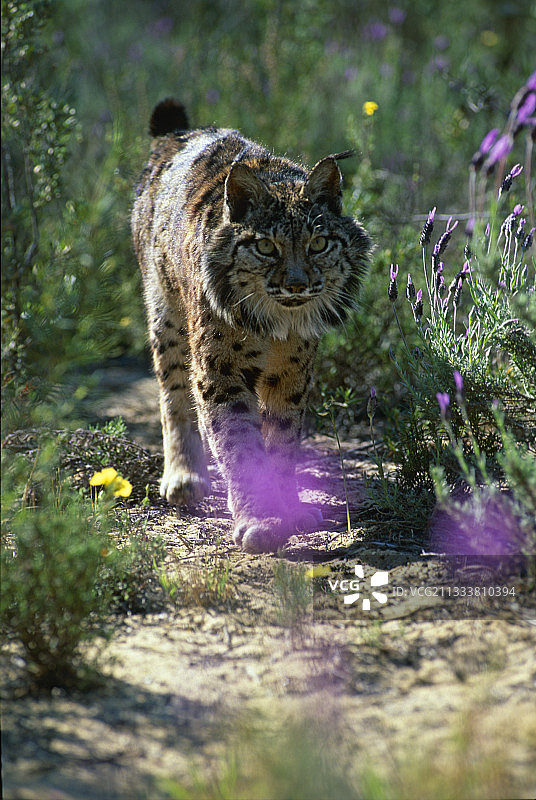 在灌木丛中行走的伊比利亚猞猁，西班牙图片素材