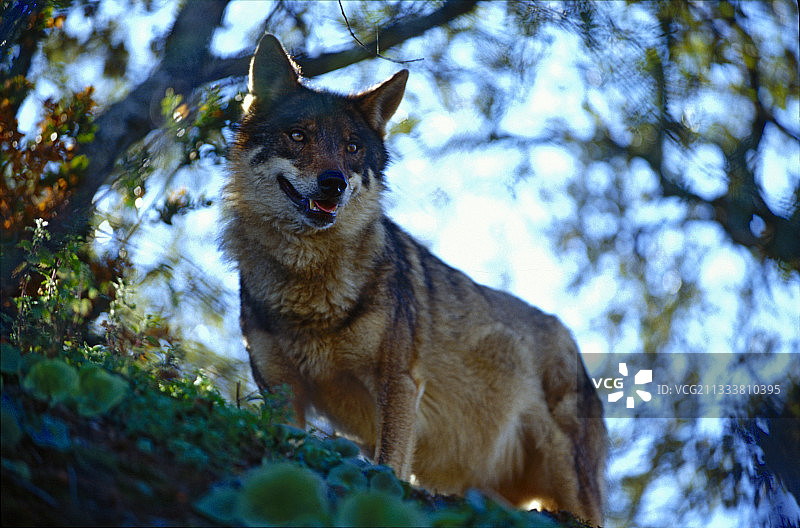 在林下观察的伊比利亚狼，西班牙图片素材