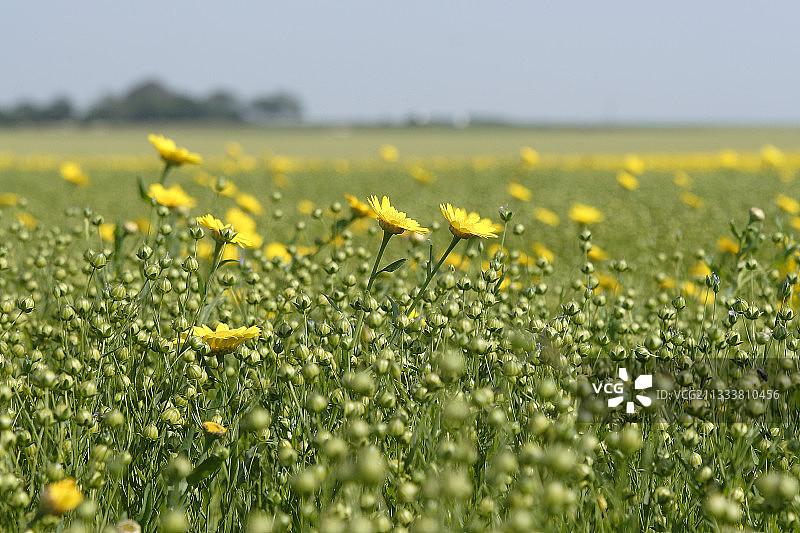 法国索特维尔海边的亚麻田图片素材