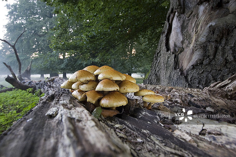 丹麦Dyrhaven公园枯树干上的蘑菇图片素材