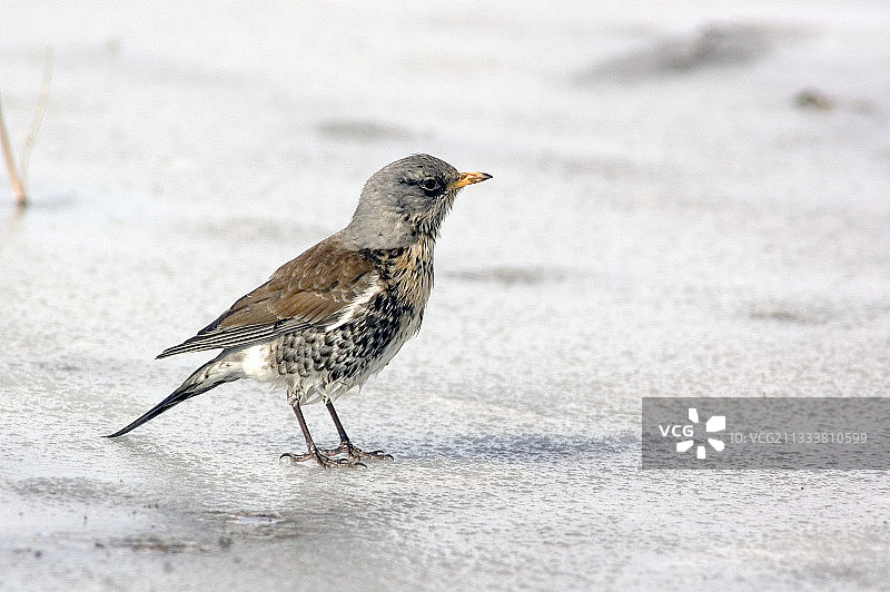 欧歌鸫在融化的冰面上寻找昆虫，法国阿尔萨斯图片素材