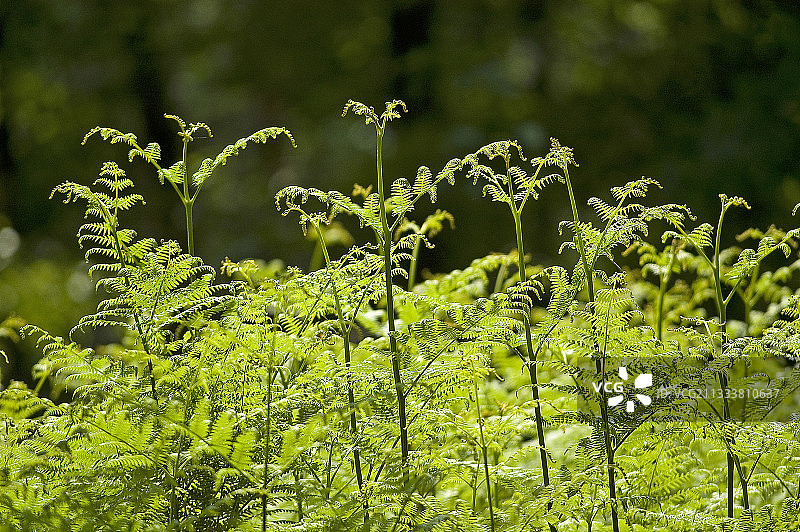 法国的欧洲蕨叶子图片素材