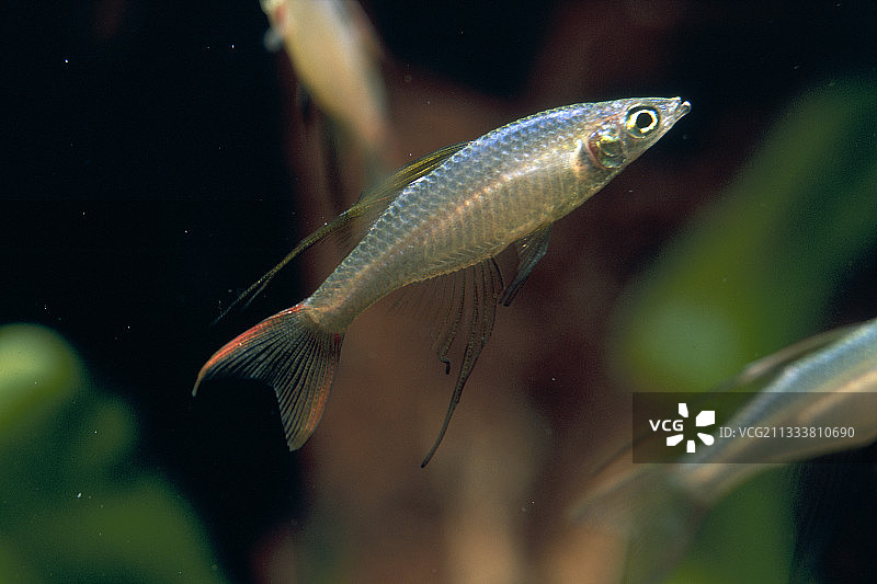 热带淡水鱼，产自澳大利亚北部图片素材