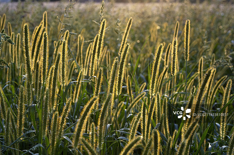 夕阳下的禾本科植物花序，法国图片素材