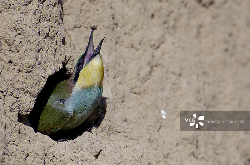 蜂虎幼鸟栖息在悬崖的巢穴前图片素材