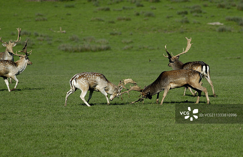 法国摩泽尔圣十字公园里雄鹿的争斗图片素材