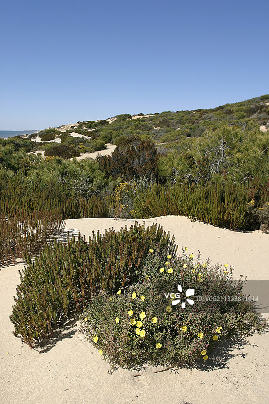 多尼亚纳国家公园安达卢西亚的沙丘植被图片素材