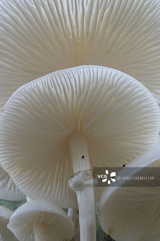 德国瓷蘑菇菌褶细节图片素材