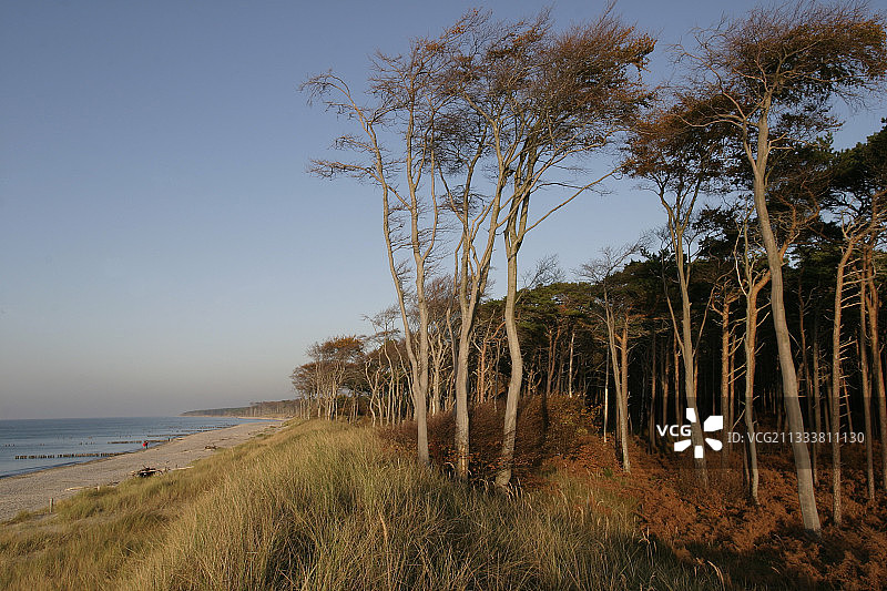 德国波罗的海秋季海边森林图片素材