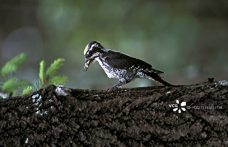 三趾啄木鸟图片素材