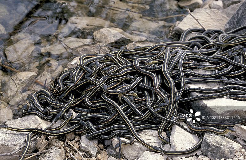 冬眠后的红边束带蛇，加拿大图片素材