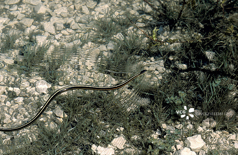 纳西斯加拿大红边束带蛇游泳图片素材