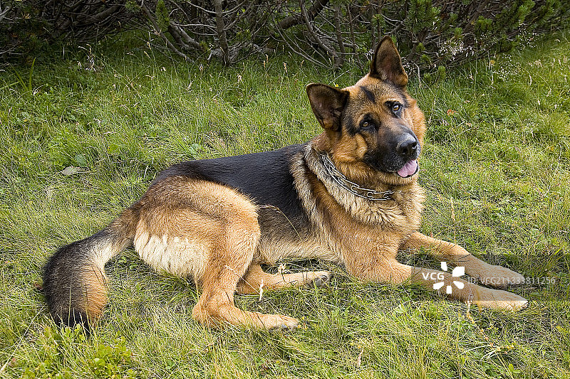 罗马尼亚的德国牧羊犬图片素材
